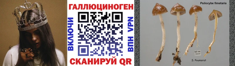 Псилоцибиновые грибы Magic Shrooms  мега маркетплейс  Шенкурск 